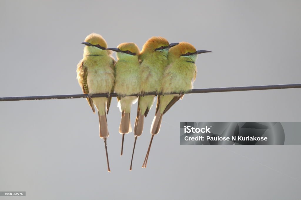 Bea Eater bird View of Asian Green Bee-eaters Animal Stock Photo