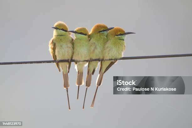 Bea Eater Bird Stock Photo - Download Image Now - Animal, Animal Body Part, Animal Wildlife