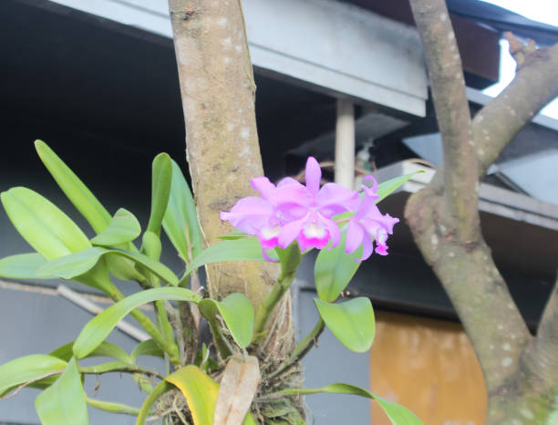 istock Crimson Cattleya photo Plant 1448125352
