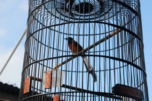 istock Photo of a stone magpie cage 1448125584