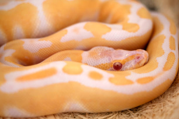 istock Close up Beautiful Snakes in nature background. 1448126376