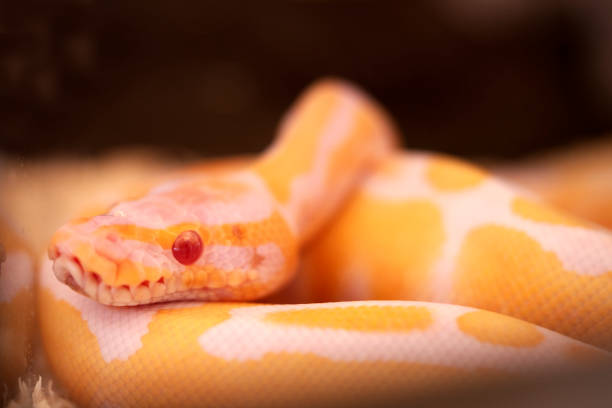istock Close up Beautiful Snakes in nature background. 1448126378