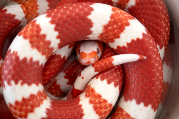 istock Close up Beautiful Snakes in nature background. 1448126402