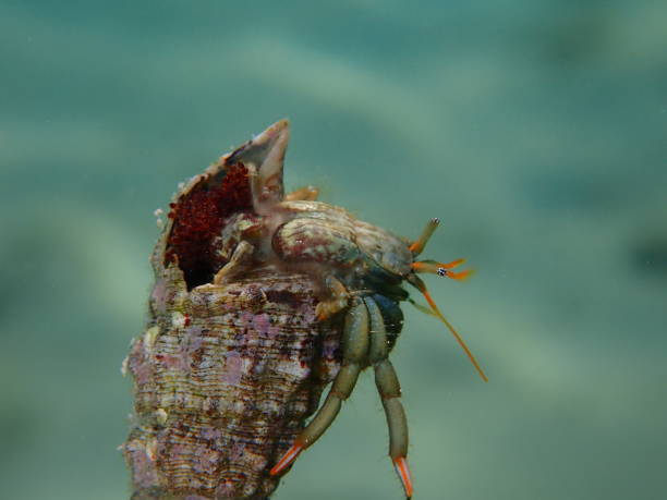istock Eggs of Mediterranean rocky shore hermit crab or Mediterranean intertidal hermit crab (Clibanarius erythropus) 1448129885