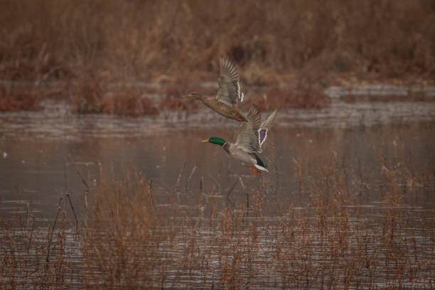 istock Mallard Ducks take flight from the water of the marsh 1448130141