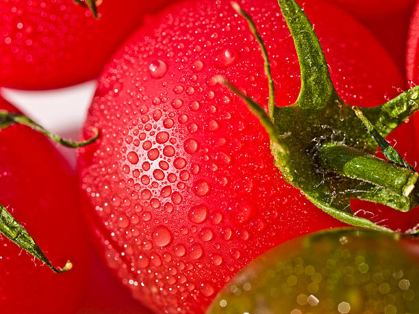 Tomatoes stock photo