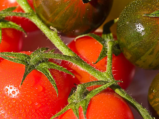 Tomatoes stock photo