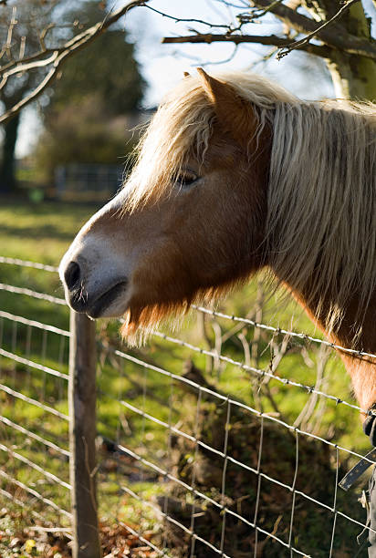 horse marrón - foto de stock