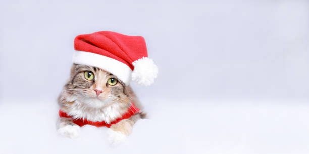 istock Kitten on a white background. Happy New Year. Merry Christmas. Web banner. Copy space. Cat in a Xmas red hat. Snowflake. Ready postcard 2023. Cat in Santa costume looks at the camera. Greeting card 1448134355