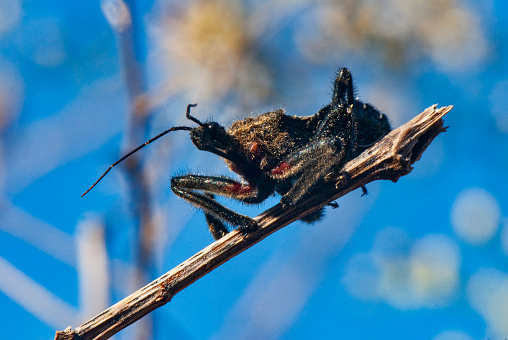 Percevejo (Reduviidae) | Assassin bug fotografado em Baixo Guandú, Espírito Santo -  Sudeste do Brasil. Bioma Mata Atlântica. Registro feito em 2008.\n\n\n\nENGLISH: Percevejo (Reduviidae) | Assassin bug photographed in Baixo Guandú, Espírito Santo - Southeast of Brazil. Atlantic Forest Biome. Picture made in 2008.