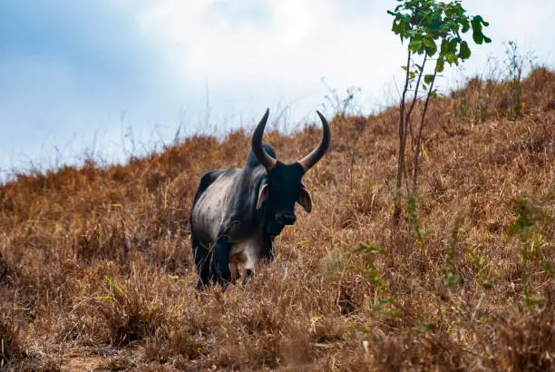 Boi (Gado) | Ox fotografado em Baixo Guandú, Espírito Santo -  Sudeste do Brasil. Bioma Mata Atlântica. Registro feito em 2008.



ENGLISH: Boi (Gado) | Ox photographed in Baixo Guandú, Espírito Santo - Southeast of Brazil. Atlantic Forest Biome. Picture made in 2008.