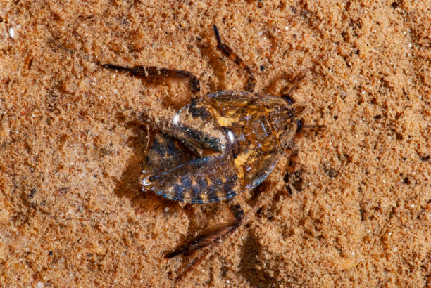 istock Water cockroach (Belostomatidae) | Giant water bugs 1448138406
