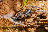 Wolf Spider (Family Lycosidae) | Wolf Spider