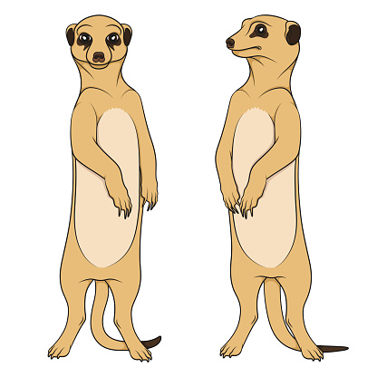 Color illustrations depicting the meerkats. Isolated vector objects on white background.