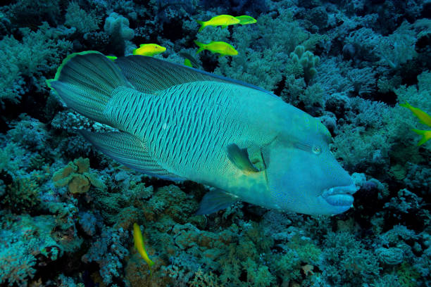 Humphead Wrasse Port Ghalib, Egypt on Dec 7, 2022: Napolean Wrasse at Shaab Maksour Reef humphead wrasse stock pictures, royalty-free photos & images