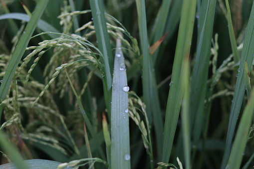 Close up view of dewy blades of grass. Foreground in focus, taken in early summer.