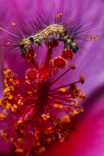 istock Tiger Moth Caterpillar (Dysschema Sacrifices) | Tiger moth caterpillar 1448139445