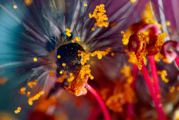 istock Tiger Moth Caterpillar (Dysschema Sacrifices) | Tiger moth caterpillar 1448140257