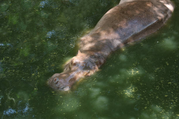 hipopotam pływa i odpoczywa w rzece - hippopotamus amphibian sleeping hippo sleeping zdjęcia i obrazy z banku zdjęć