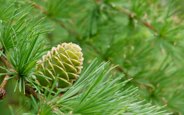 Close-up of larch cones