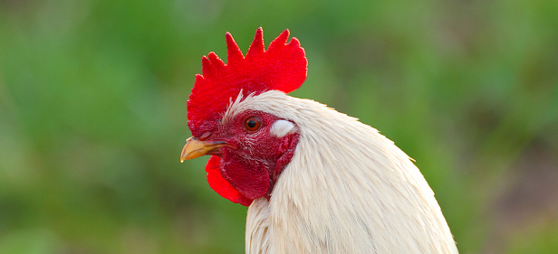 Brown rooster eat cereal grain on white background, isolated object, live chicken, one closeup farm animal