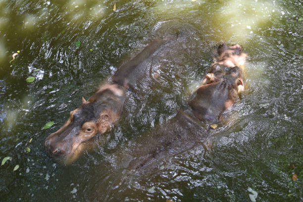 o hipopótamo é nadar e descansar no rio - hippopotamus amphibian sleeping hippo sleeping - fotografias e filmes do acervo