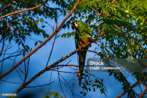 Maracana Bluewinged Macaw Stock Photo - Download Image Now - Animal, Animal Wildlife, Bird