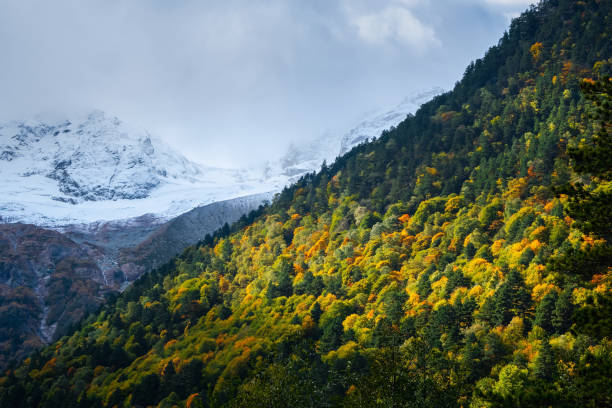 istock Mountain wooden slopes are illuminated by the sun. Bright alpine scenery with diagonal great mountain ridge coniferous forest and high snow rocks under cloudy sky. 1448140841