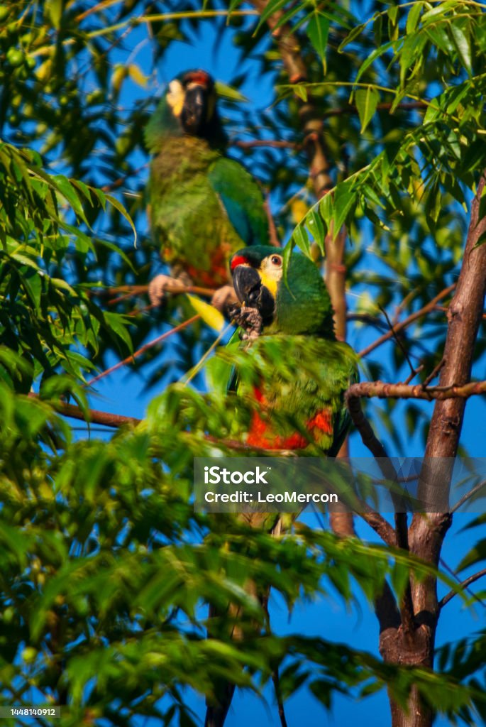 Maracana (Primolius maracana) | Blue-winged Macaw Maracanã-verdadeira (Primolius maracana) fotografado em Baixo Guandú, Espírito Santo -  Sudeste do Brasil. Bioma Mata Atlântica. Registro feito em 2008.

ENGLISH: Blue-winged Macaw photographed in Baixo Guandú, Espírito Santo - Southeast of Brazil. Atlantic Forest Biome. Picture made in 2008. Animal Stock Photo