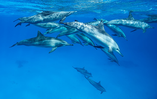 Underwater view of Dolphins Swimming
