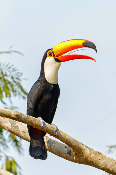 istock The toco toucan in the Pantanal in Brazil 1448142425