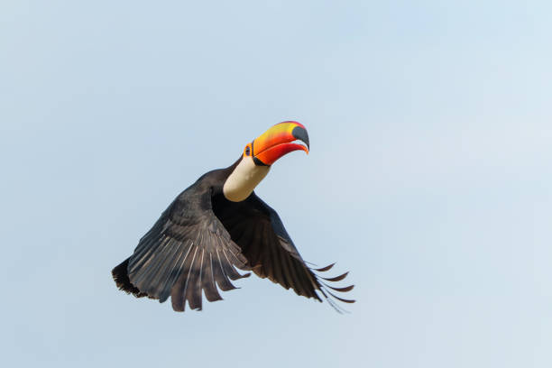 The toco toucan  flying in the Pantanal in Brazil stock photo