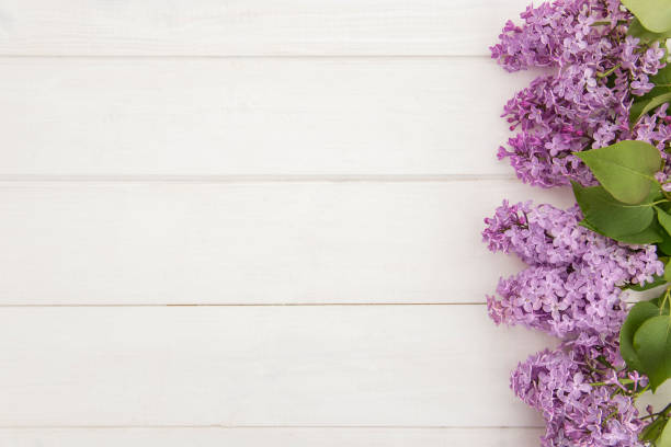 istock Top view of blooming lilac branches designed as one side frame on white wooden background. Copy space. Purple flowers flat lay 1448144433