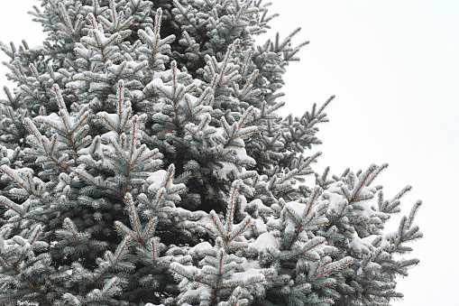 Plants covered with frost (Conifers)