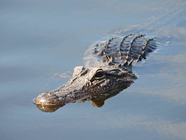 istock American Alligator (Alligator mississippiensis) - young, swimming in a lake 1448144982
