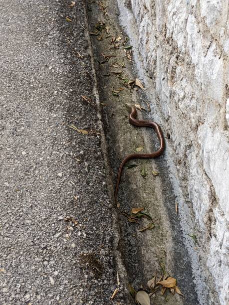 istock Brown with black stripes eastern racer snake in a ditch back view 1448145057