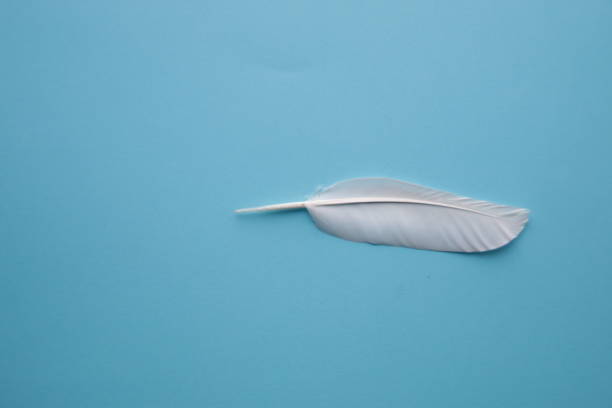 istock Feather of a white dove on a blue background. 1448145321