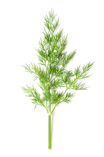 istock Dill plant stem with leaves, dill weed or dillweed, culinary herb 1448151044