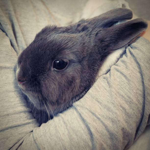 animal doméstico bonito - animal de estimação. coelho anão cinzento pequeno. - dwarf lop eared rabbit pets rabbit isolated - fotografias e filmes do acervo