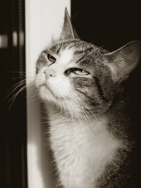 istock cat in doorway, black white 1448153922