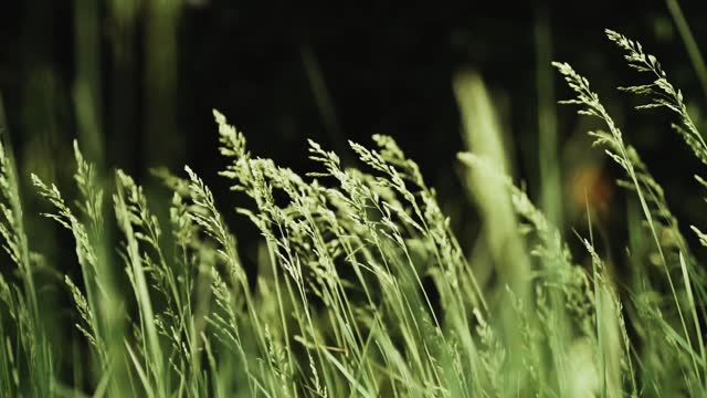 Summer meadow with long grass gently blowing in the wind, slow motion shot.