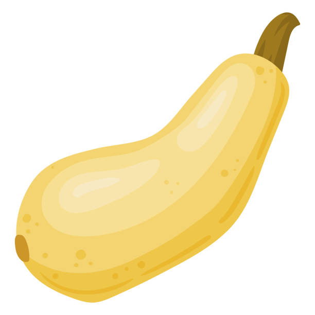 Ilustración de Calabaza De Dibujos Animados Verdura Fresca Cruda Vegetal De Calabaza Amarilla Vegetal Orgánico Para Un Estilo De Vida Saludable Ilustración De Vector Plano Sobre Fondo Blanco y más Vectores Libres de Derechos de Agricultura ... Ilustración de Calabaza De Dibujos Animados Verdura Fresca Cruda Vegetal De Calabaza Amarilla Vegetal Orgánico Para Un Estilo De Vida Saludable Ilustración De Vector Plano Sobre Fondo Blanco y más Vectores Libres de Derechos de Agricultura ...