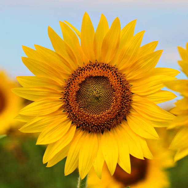 istock Nice sunflowers in a beautiful blue sky 1448157137