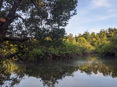 views of rivers and mangroves on the island of Kalimantan