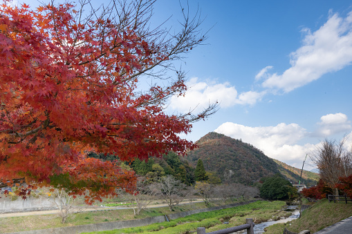 Scenery of trees with beautiful autumn leaves in autumn Chomonkyo in Yamaguchi Prefecture, which I traveled on November 16, 2022