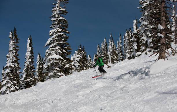 Expert mature woman mogul skier near snowy trees. Steamboat ski resort, Colorado. stock photo