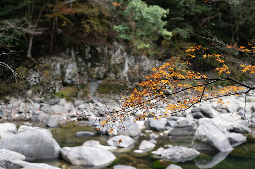 Scenery of trees with beautiful autumn leaves in autumn Chomonkyo in Yamaguchi Prefecture, which I traveled on November 16, 2022