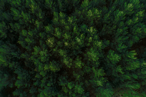 Vista aérea del hermoso bosque de pinos verdes photo