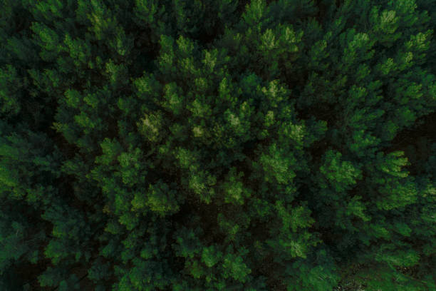 Aerial view of beautiful green pine tree forest stock photo