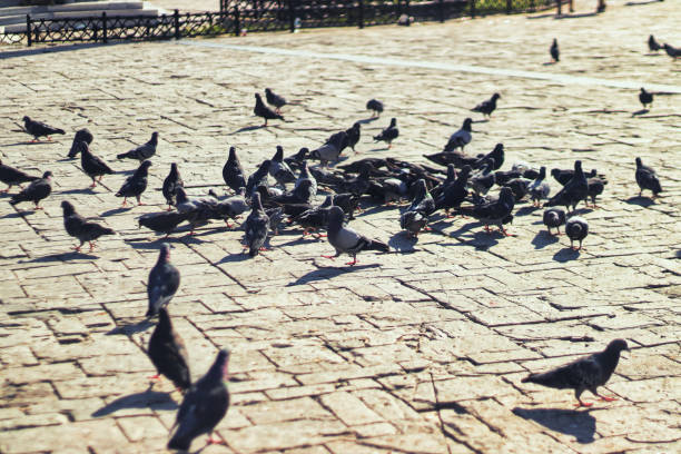 istock Pigeons feeding and walking on the ground at public park 1448159983
